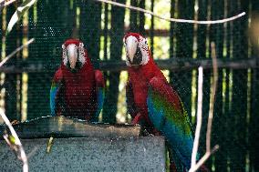 Pair Of Green-Winged Macaws Eating - India