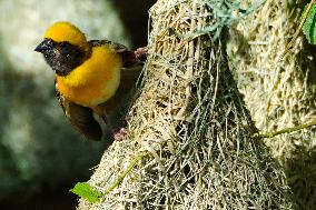 Baya Weavers Birds Building Nest - India