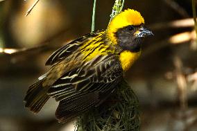 Baya Weavers Birds Building Nest - India