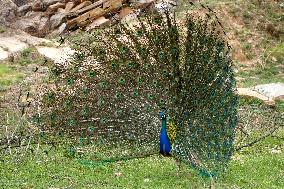 Peacock Displays Iiridescent Feathers - India