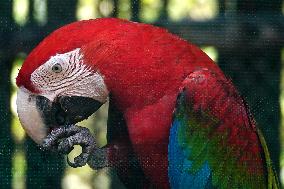 Pair Of Green-Winged Macaws Eating - India