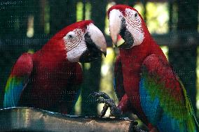 Pair Of Green-Winged Macaws Eating - India