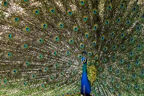 Peacock Displays Iiridescent Feathers - India