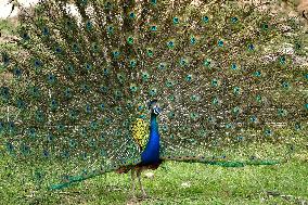 Peacock Displays Iiridescent Feathers - India