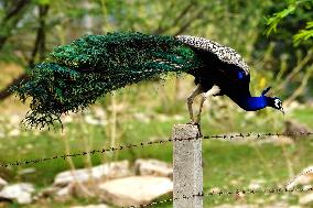 Peacock Displays Iiridescent Feathers - India