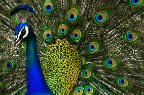 Peacock Displays Iiridescent Feathers - India