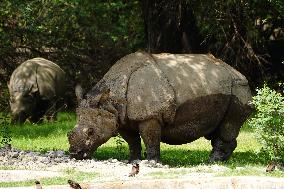 Horned Rhinoceros - India