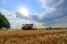 China Harvests Wheat