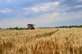 China Harvests Wheat