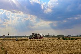 China Harvests Wheat