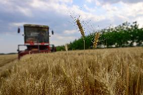 China Harvests Wheat