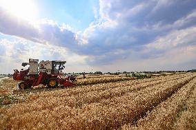 China Harvests Wheat