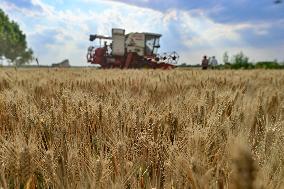 China Harvests Wheat