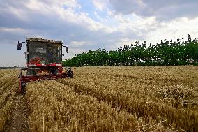 China Harvests Wheat