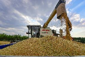 China Harvests Wheat