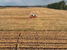 China Harvests Wheat