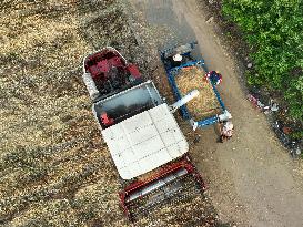 China Harvests Wheat