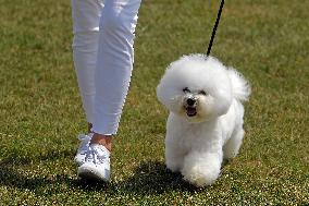 ROMANIA-BUCHAREST-CANINE BEAUTY SHOW