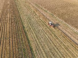 China Harvests Wheat