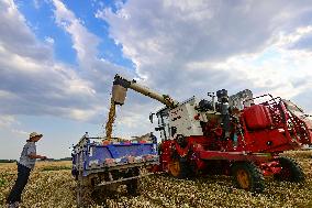 China Harvests Wheat