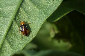 Four-lined Plant Bug Nymph