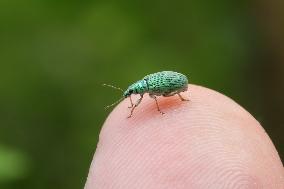 Green Immigrant Leaf Weevil