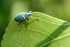 Green Immigrant Leaf Weevil