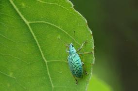 Green Immigrant Leaf Weevil