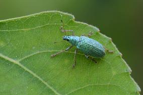 Green Immigrant Leaf Weevil