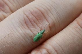 Green Immigrant Leaf Weevil