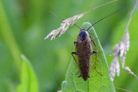 Field Cockroach