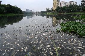 Environment Issue In Dhaka, Bangladesh