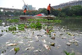 Environment Issue In Dhaka, Bangladesh