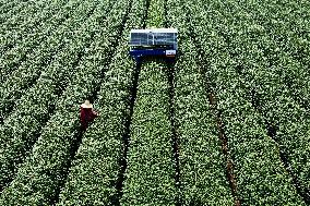 AI Tea Picking Robot Picks West Lake Longjing Tea In Hangzhou