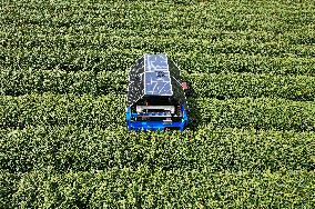 AI Tea Picking Robot Picks West Lake Longjing Tea In Hangzhou