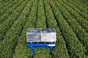 AI Tea Picking Robot Picks West Lake Longjing Tea In Hangzhou