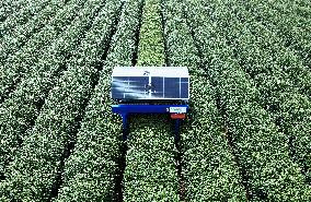 AI Tea Picking Robot Picks West Lake Longjing Tea In Hangzhou