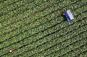 AI Tea Picking Robot Picks West Lake Longjing Tea In Hangzhou