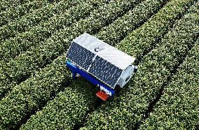 AI Tea Picking Robot Picks West Lake Longjing Tea In Hangzhou