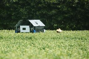 AI Tea Picking Robot Picks West Lake Longjing Tea In Hangzhou