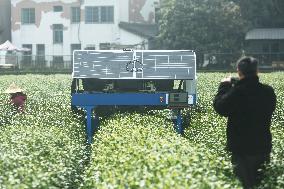 AI Tea Picking Robot Picks West Lake Longjing Tea In Hangzhou