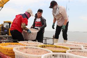 Fishery Shrimps Industry