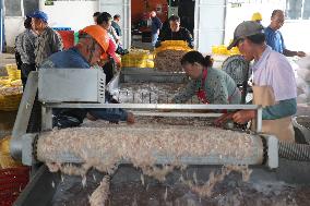 Fishery Shrimps Industry