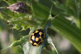 14-spotted Ladybird Beetle