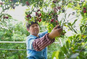 CHINA-ZHEJIANG-GREEN RURAL REVIVAL PROGRAM-VILLAGES (CN)