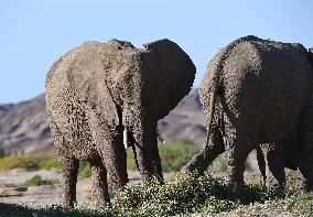 NAMIBIA-DESERT ELEPHANTS-SURVIVAL
