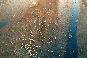 Swan Lake in Rongcheng