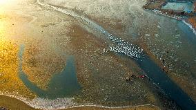 Swan Lake in Rongcheng