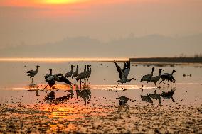 Caohai National Nature Reserve Black-necked Cranes