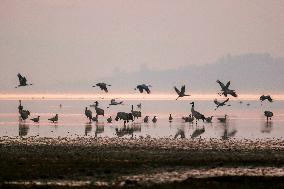 Caohai National Nature Reserve Black-necked Cranes